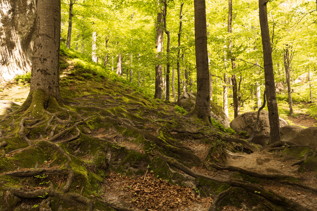 Shinrin-Yoku: Returning to Nature, Returning to Self