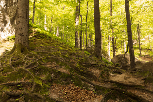 Shinrin-Yoku: Returning to Nature, Returning to Self