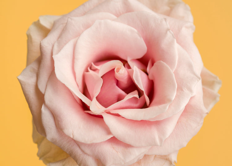 New In & Limited Edition